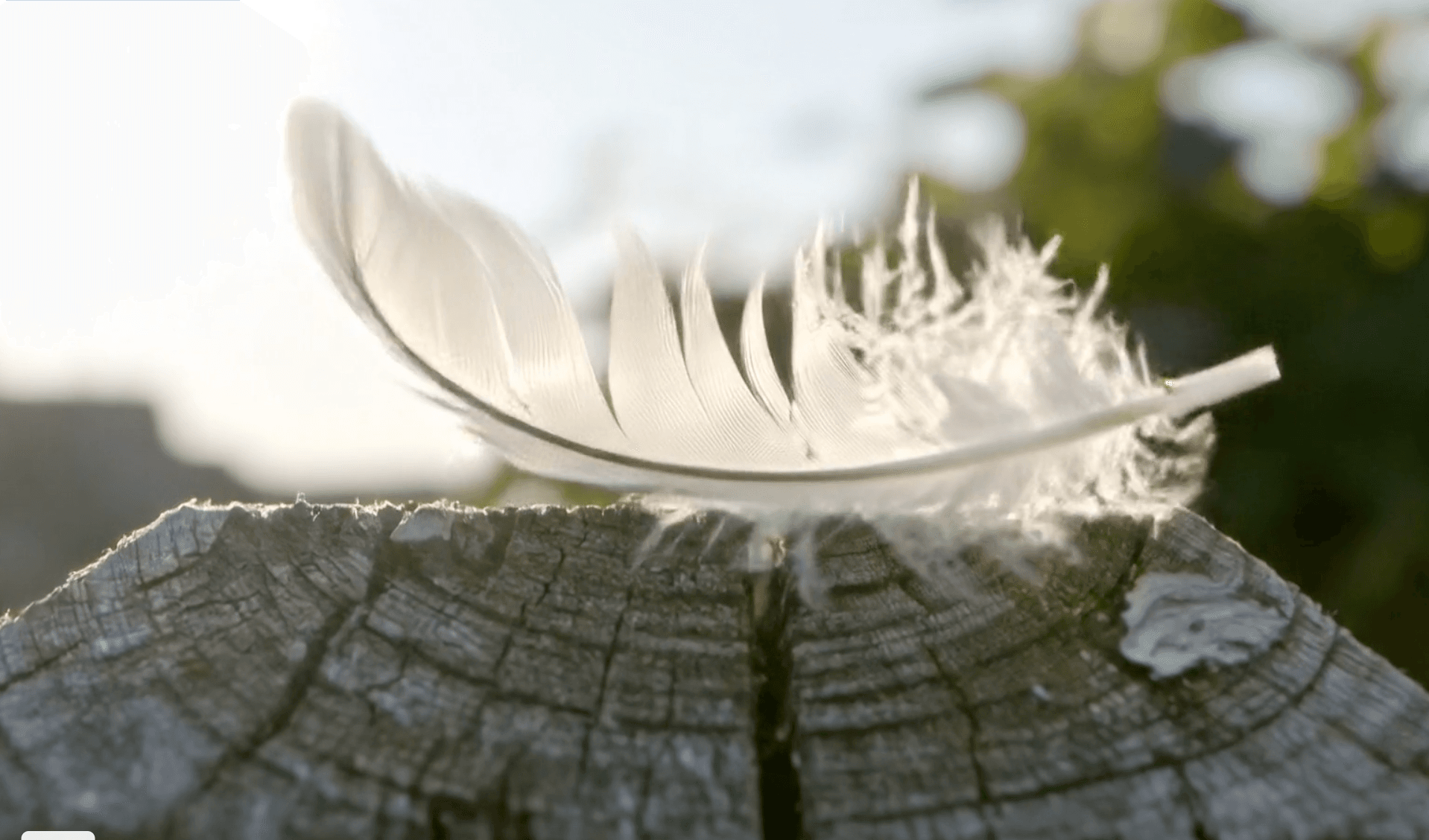 Feather in the Wind motion example